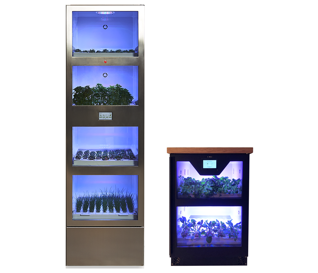 Mikro žalumynų auginimo spinta